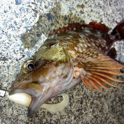 カサゴ
