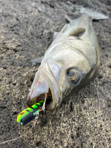 シーバスの釣果