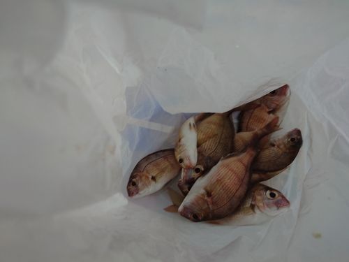 釣姫漁港