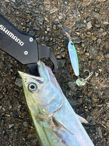 サゴシの釣果