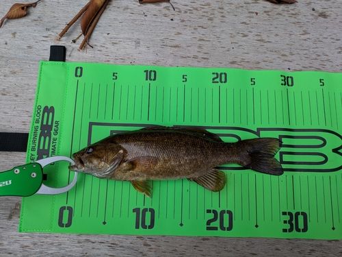 スモールマウスバスの釣果