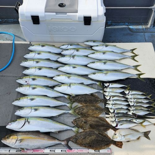 ヒラメの釣果