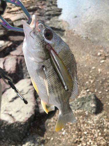 キビレの釣果