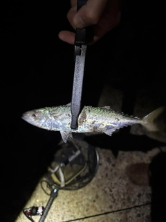 ガシラの釣果
