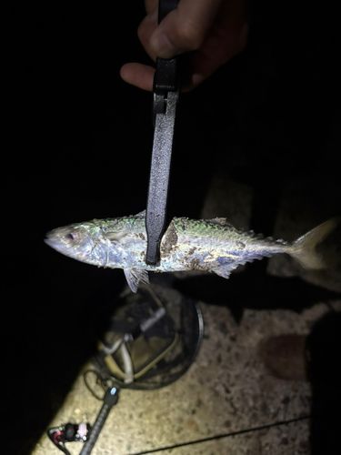 ガシラの釣果