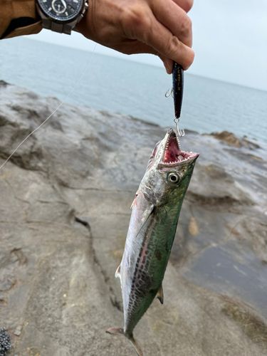 サゴシの釣果