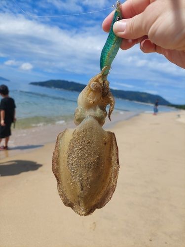 コウイカの釣果