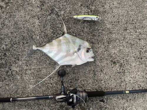 イトヒキアジの釣果