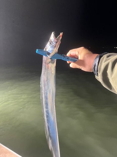 タチウオの釣果