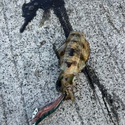 アオリイカ