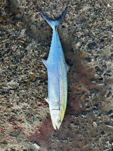 サゴシの釣果