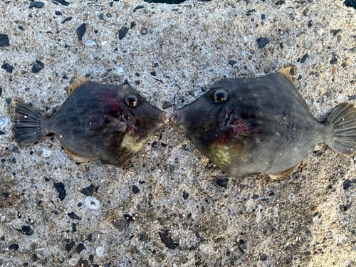 カワハギの釣果