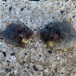 カワハギ