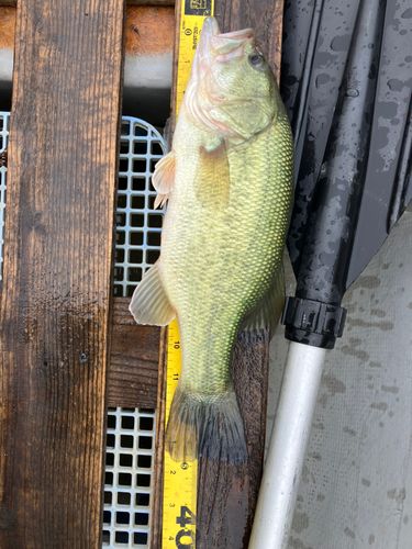 ラージマウスバスの釣果