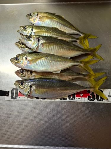 アジの釣果