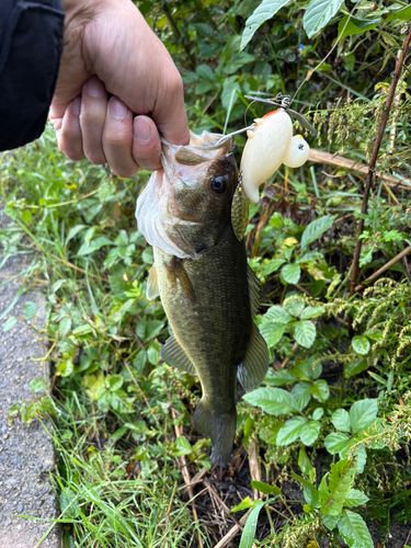 ラージマウスバスの釣果