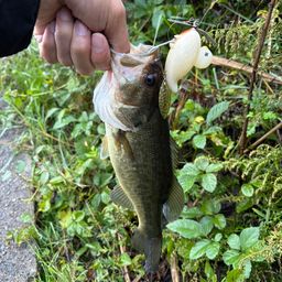 ラージマウスバス