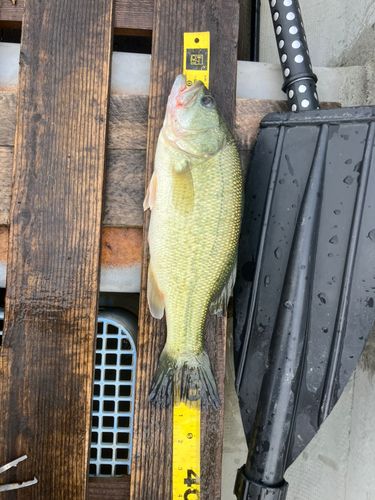ラージマウスバスの釣果