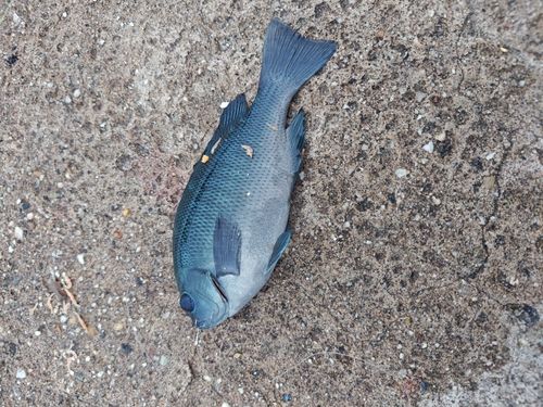 グレの釣果