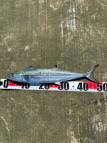 サゴシの釣果