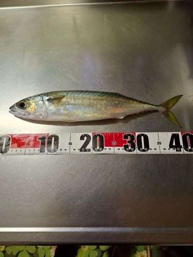 サバの釣果