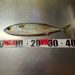 サバ