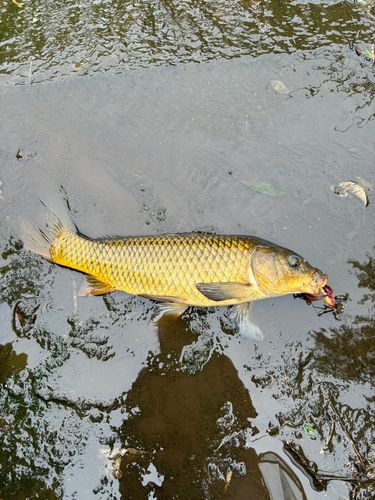 コイの釣果
