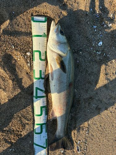 網代浜海水浴場