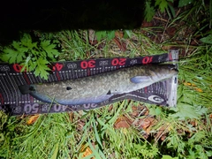 マナマズの釣果