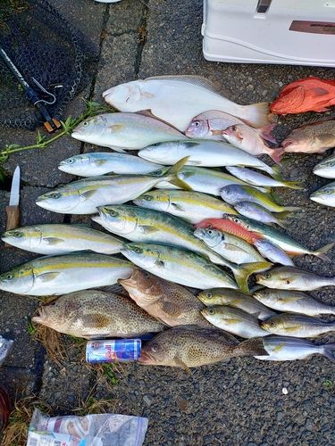 ヒラメの釣果