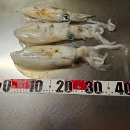 アオリイカ