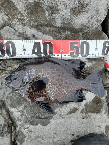 イシガキダイの釣果