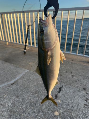 ハマチの釣果