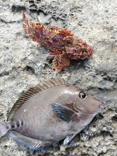カワハギの釣果