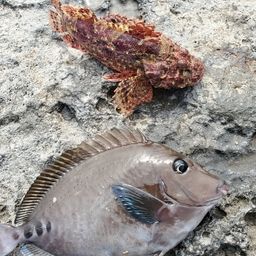カワハギ