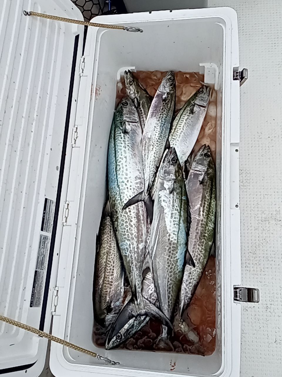 ISHI キャップさんの釣果 2枚目の画像