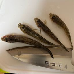 ハゼ