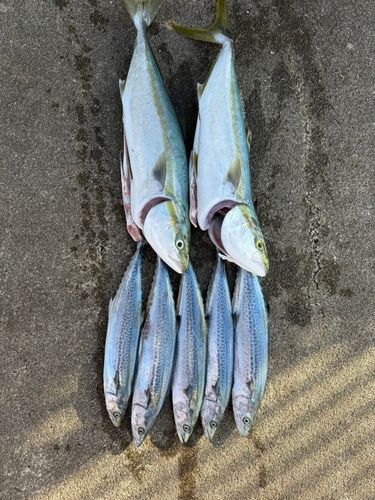 メジロの釣果