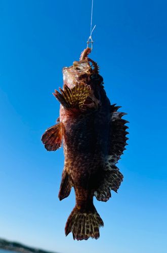 ムラソイの釣果