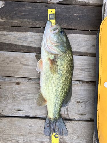 ラージマウスバスの釣果