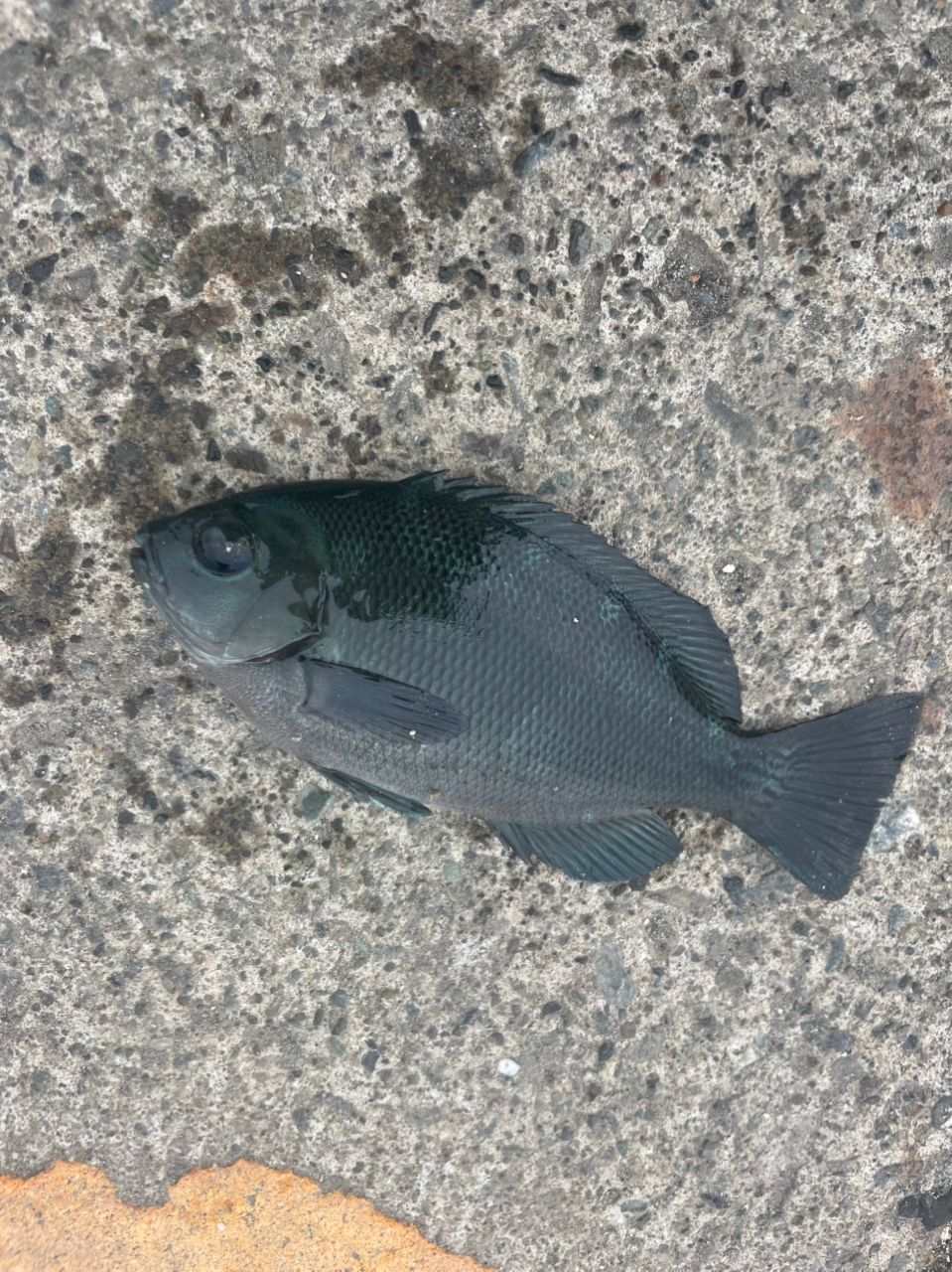 DAIWA 16メバリング X 78L-Sの最安値・インプレ・釣果 | 本音の口コミ