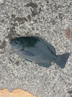 メジナの釣果