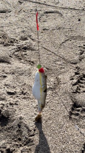 フグの釣果