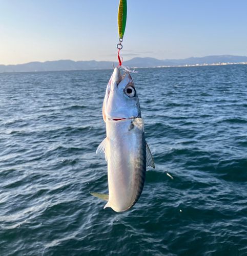 サバの釣果
