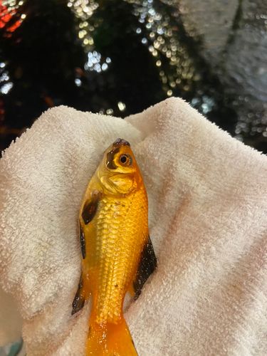 キンギョの釣果