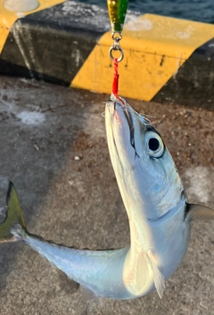 サバの釣果