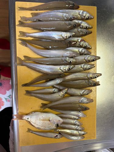 キスの釣果