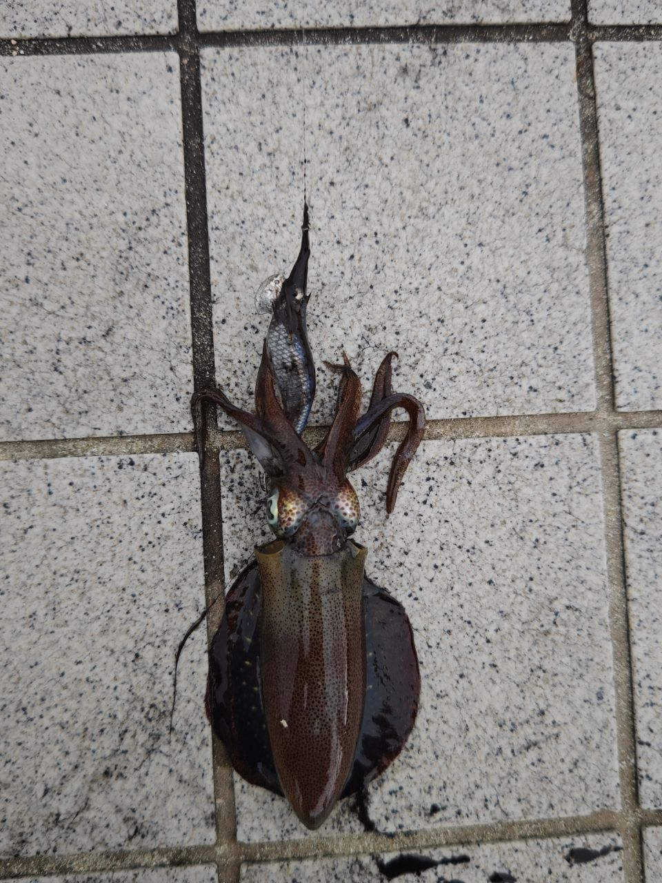 アオリイカ