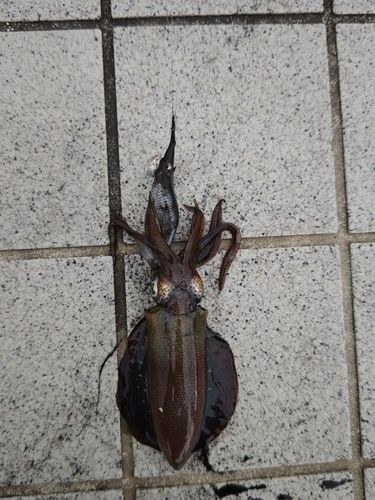 アオリイカの釣果