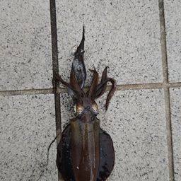 アオリイカ